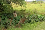 Colocasia esculenta