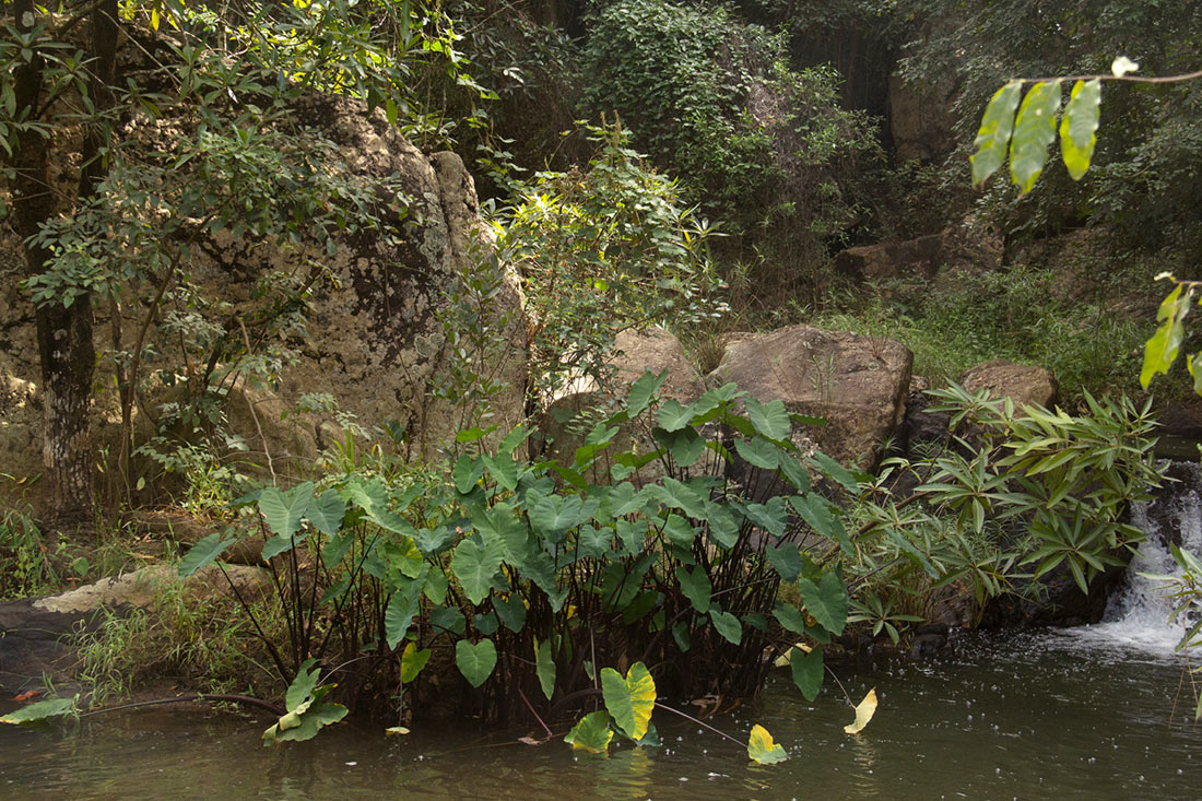 Colocasia esculenta