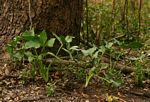 Stylochaeton natalensis subsp. natalensis