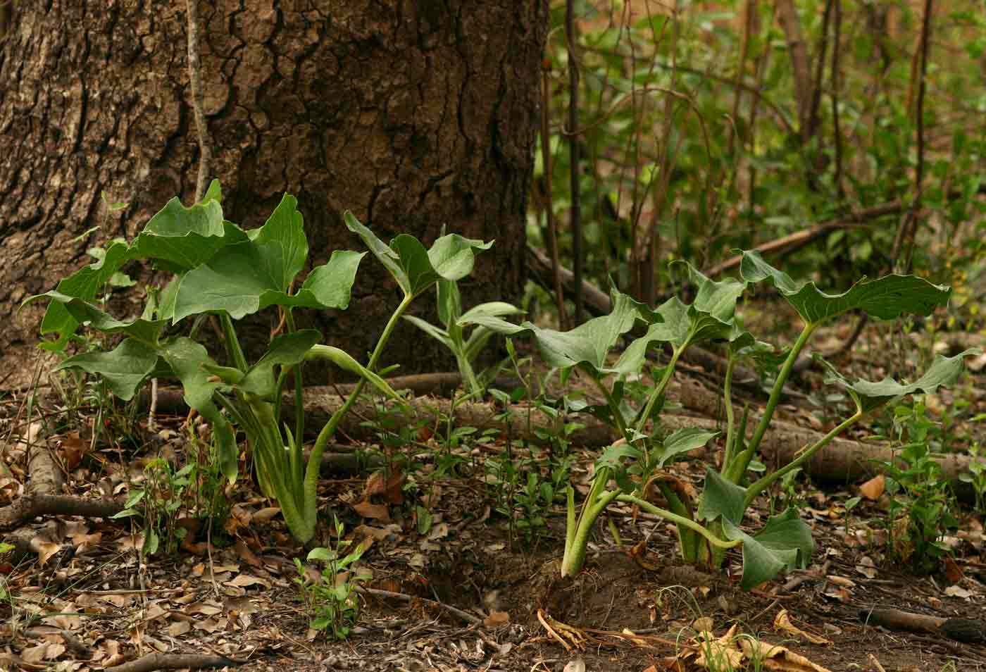 Stylochaeton natalensis subsp. natalensis