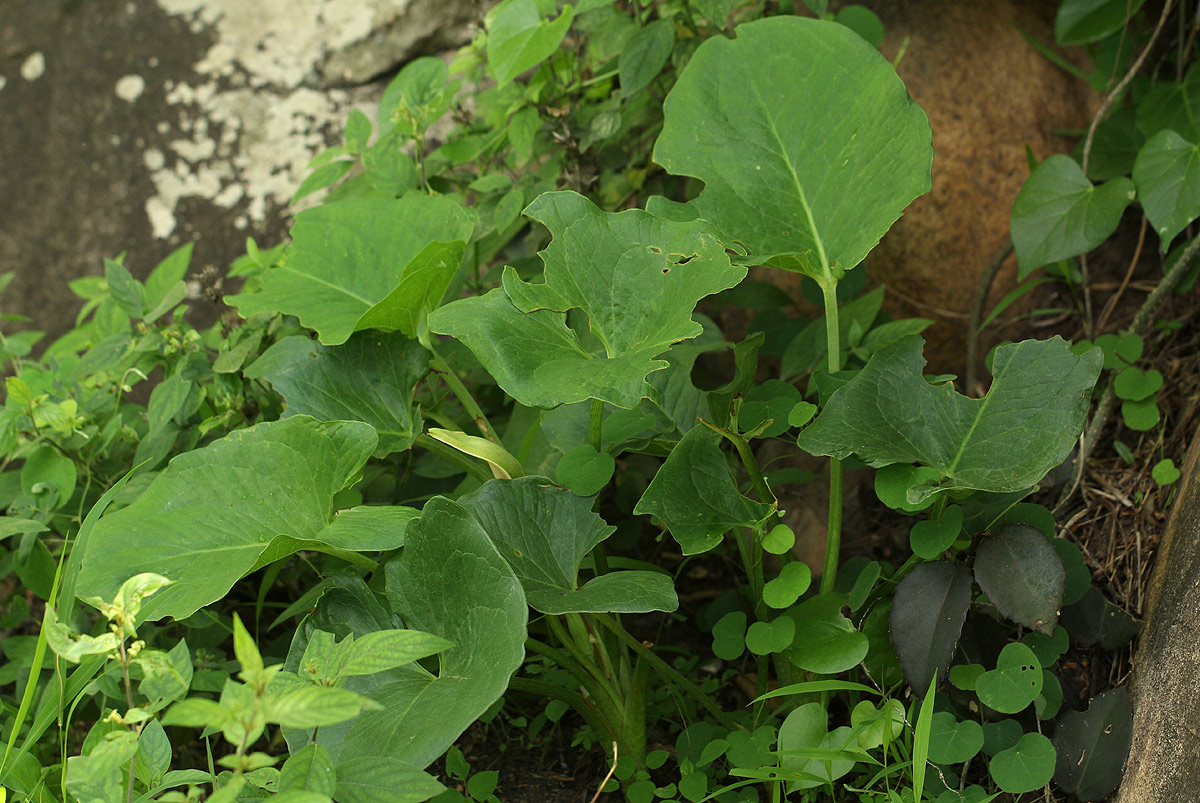 Stylochaeton natalensis subsp. natalensis
