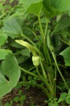 Stylochaeton natalensis subsp. natalensis