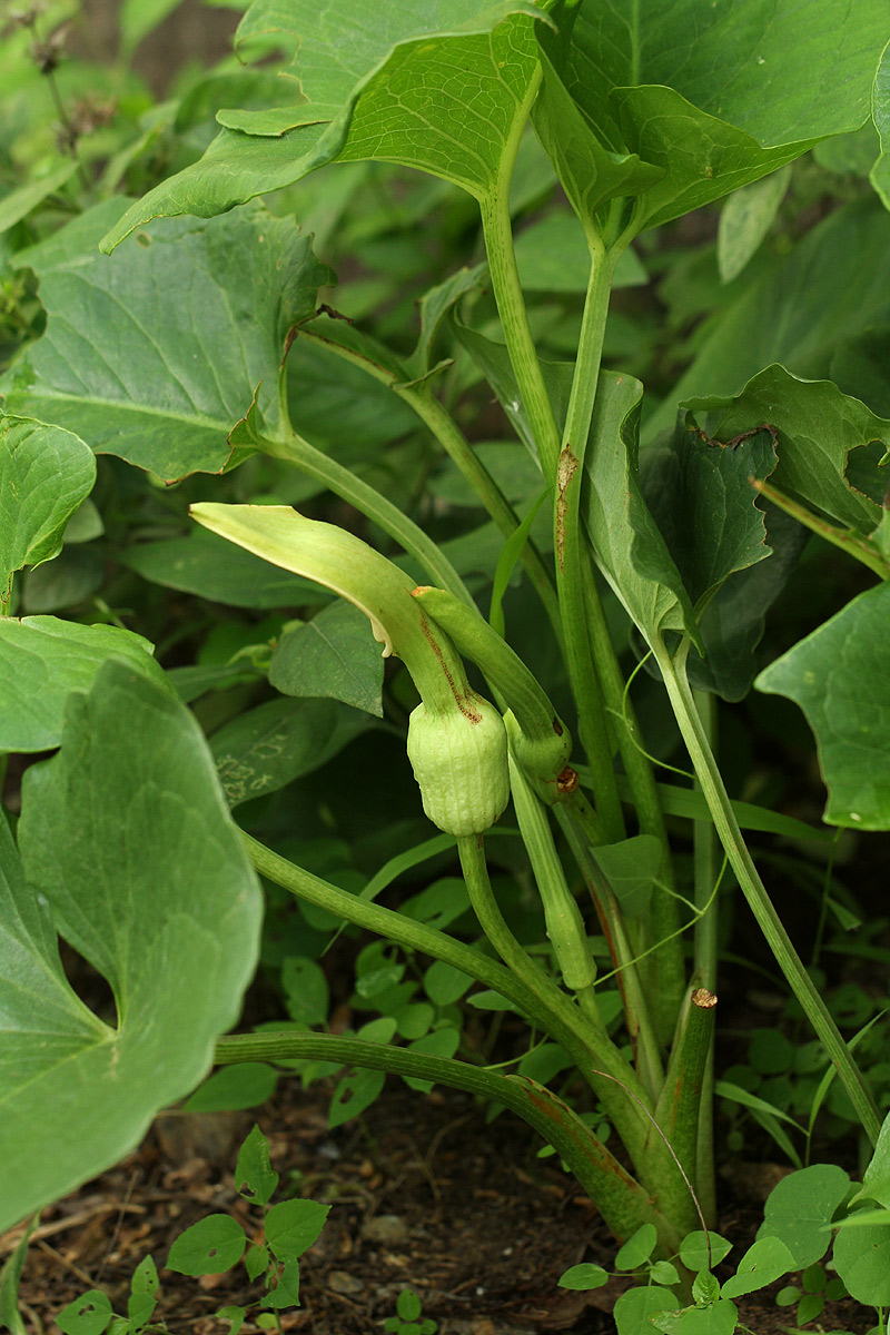Stylochaeton natalensis subsp. natalensis
