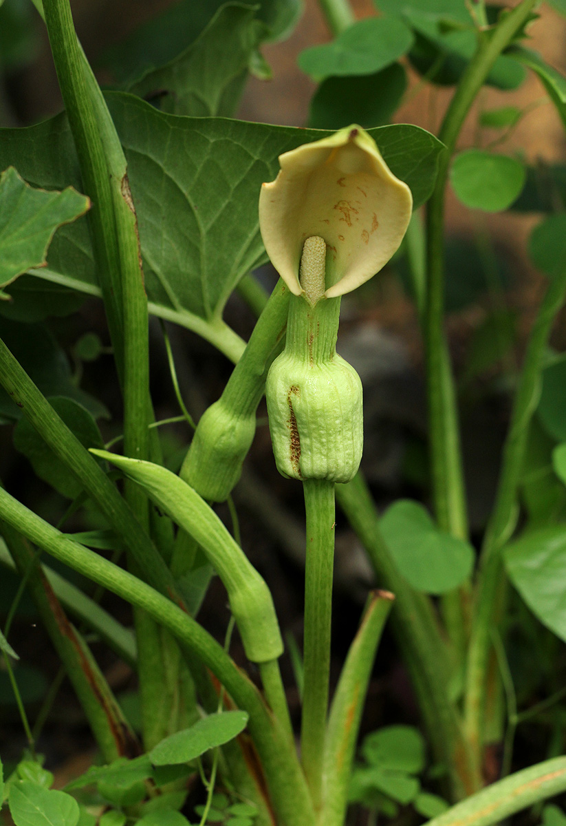 Stylochaeton natalensis subsp. natalensis
