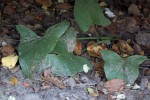 Stylochaeton natalensis subsp. natalensis
