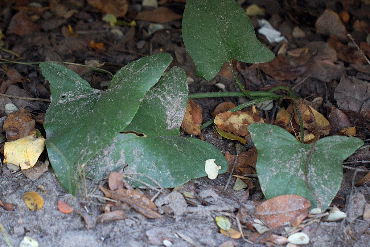 Stylochaeton natalensis subsp. natalensis