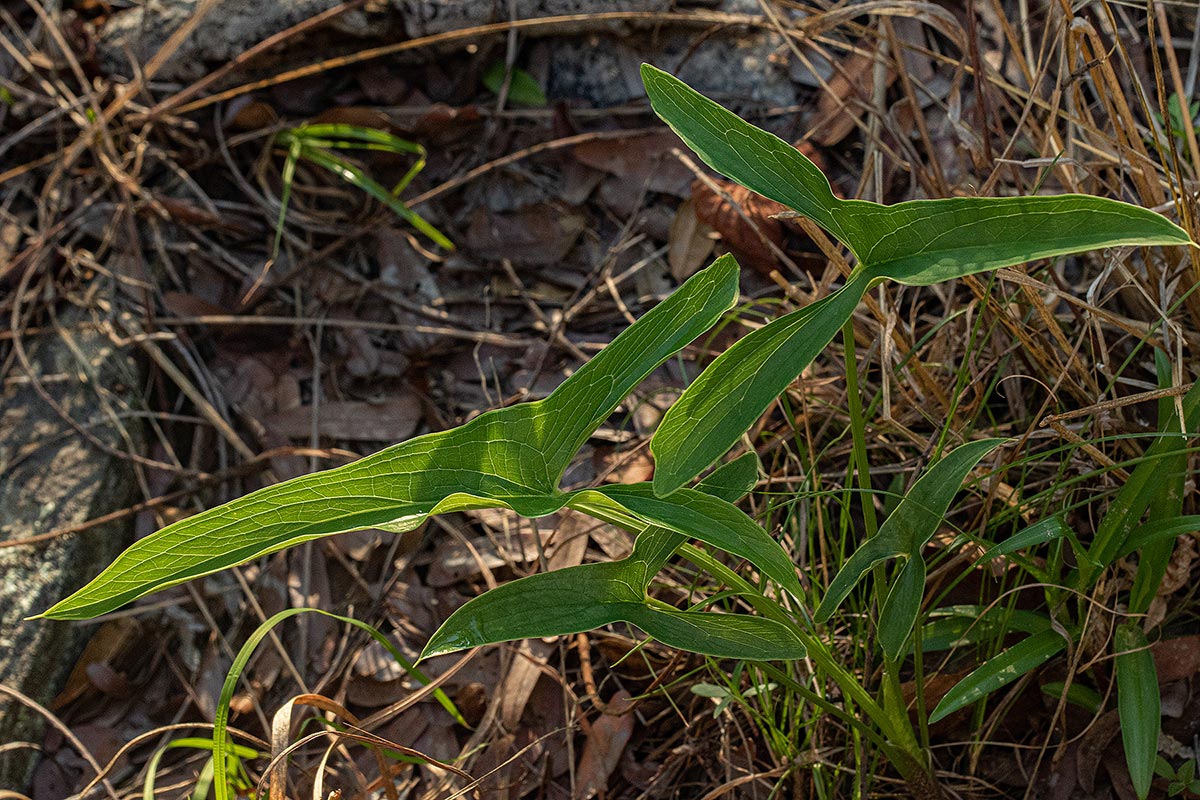 Stylochaeton natalensis subsp. natalensis