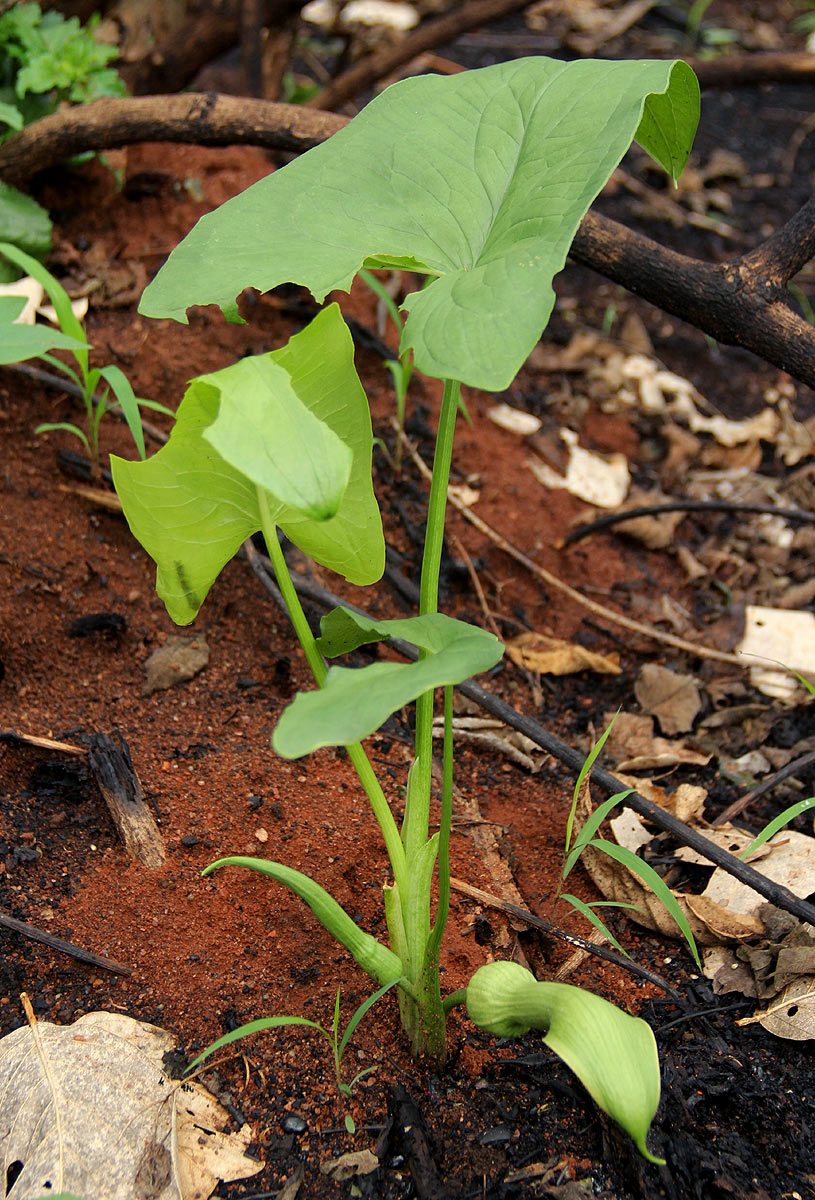 Stylochaeton natalensis subsp. natalensis