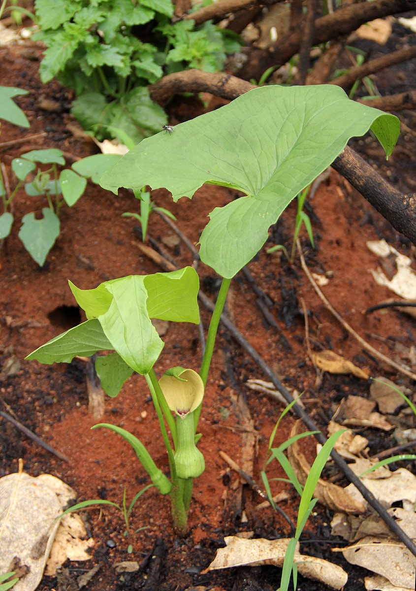 Stylochaeton natalensis subsp. natalensis