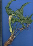 Stylochaeton natalensis subsp. natalensis