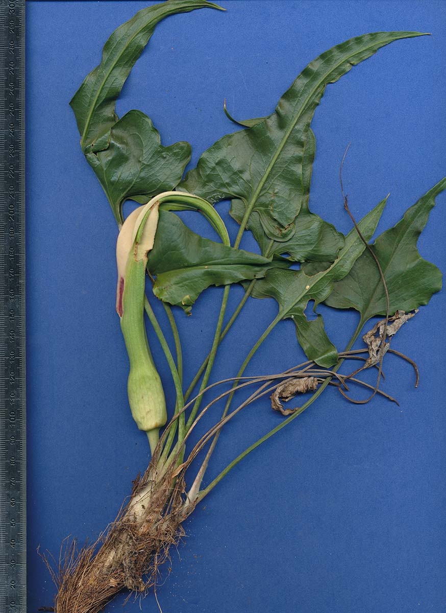 Stylochaeton natalensis subsp. natalensis
