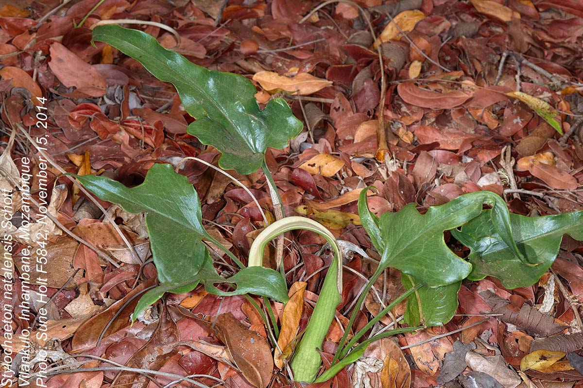 Stylochaeton natalensis subsp. natalensis