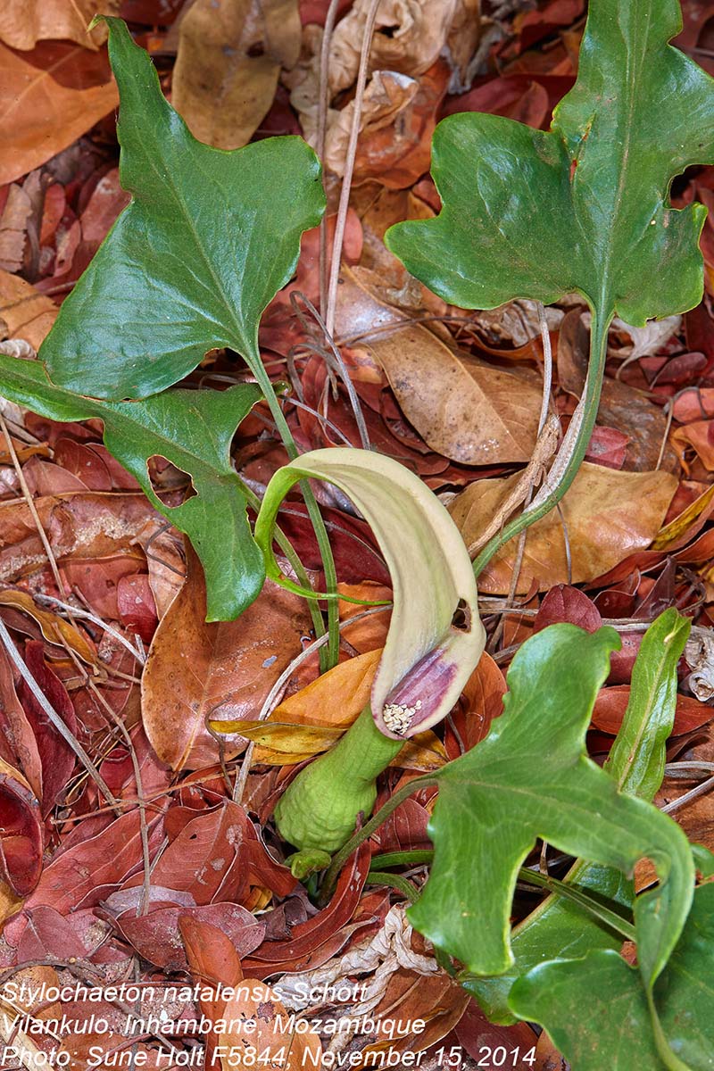 Stylochaeton natalensis subsp. natalensis