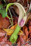Stylochaeton natalensis subsp. natalensis