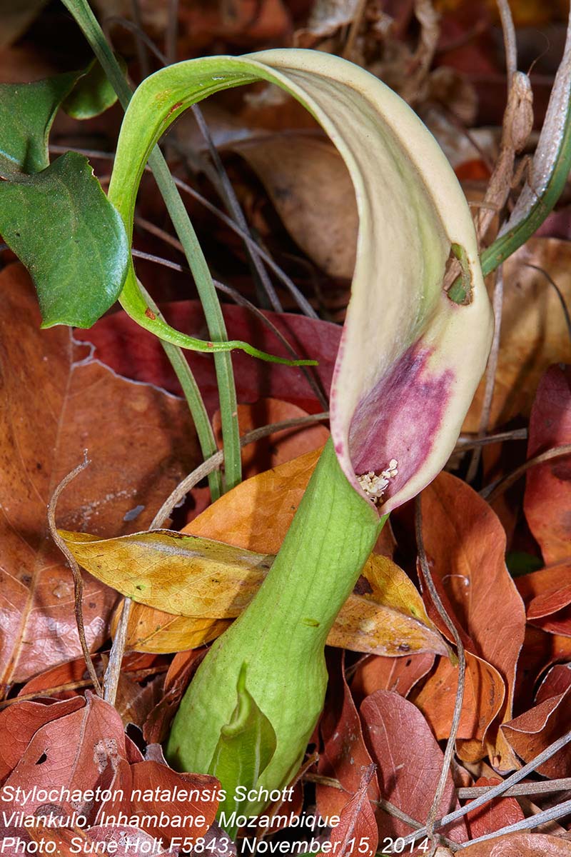 Stylochaeton natalensis subsp. natalensis