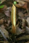 Stylochaeton puberulus