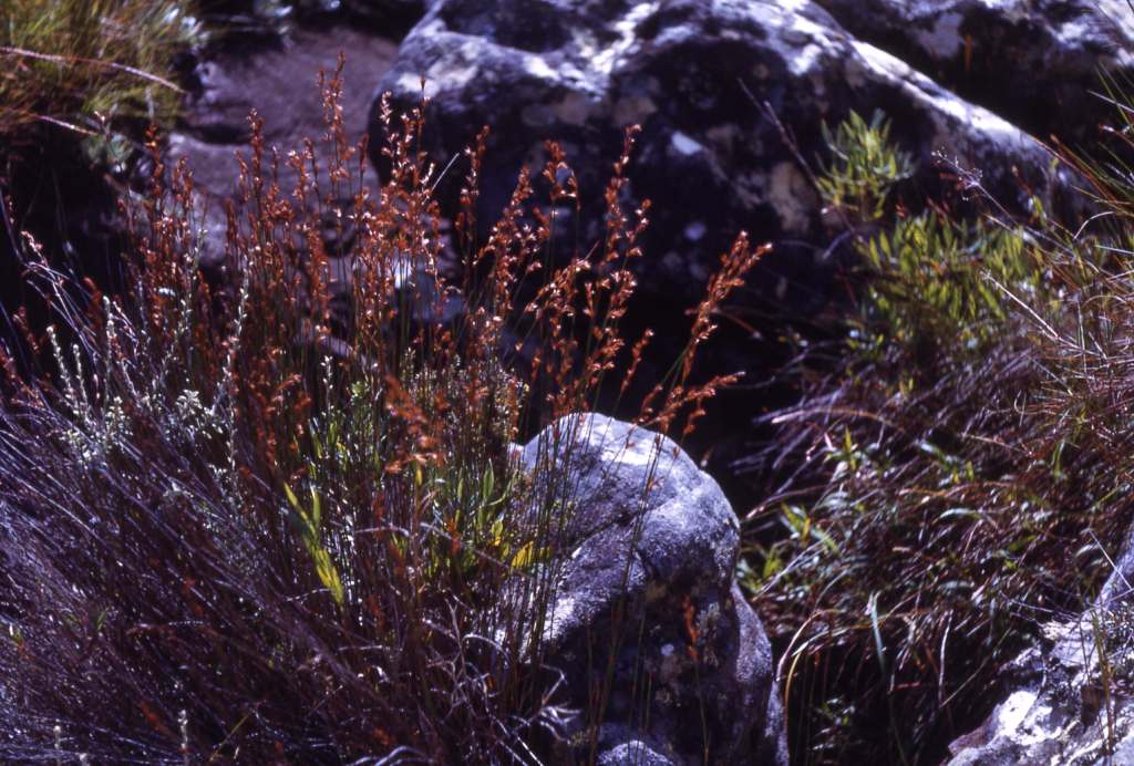 Platycaulos quartziticola