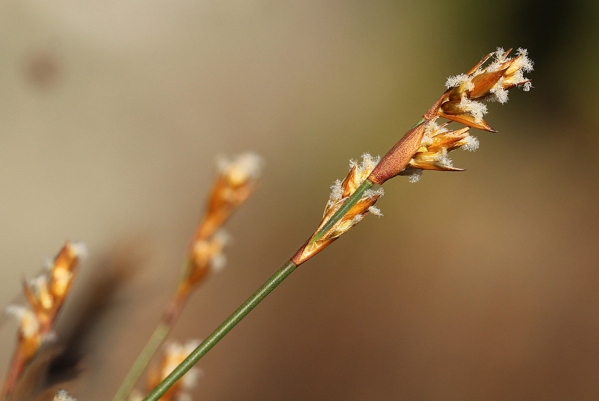 Platycaulos quartziticola