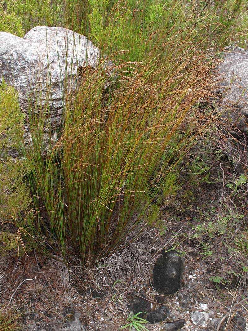Platycaulos quartziticola