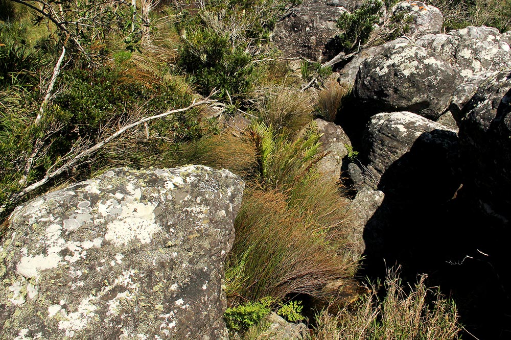 Platycaulos quartziticola