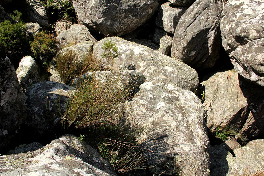 Platycaulos quartziticola