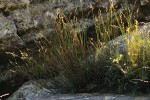 Platycaulos quartziticola