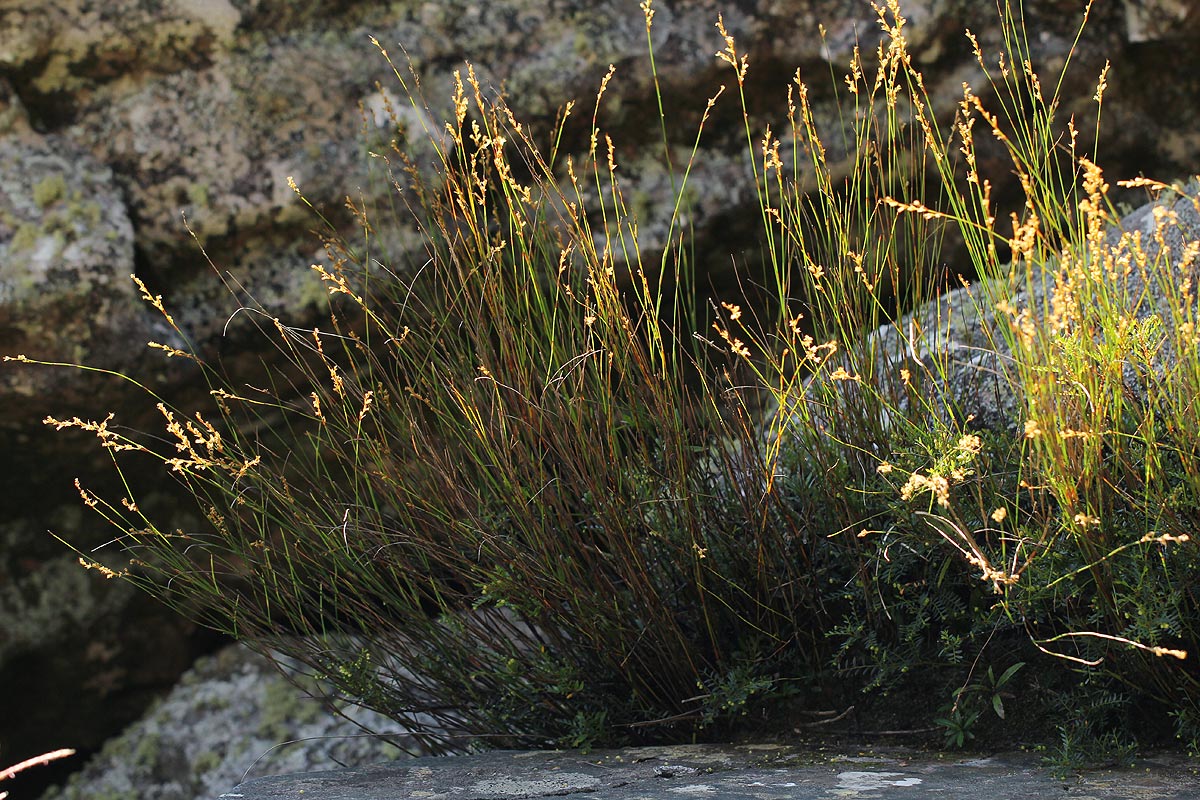 Platycaulos quartziticola