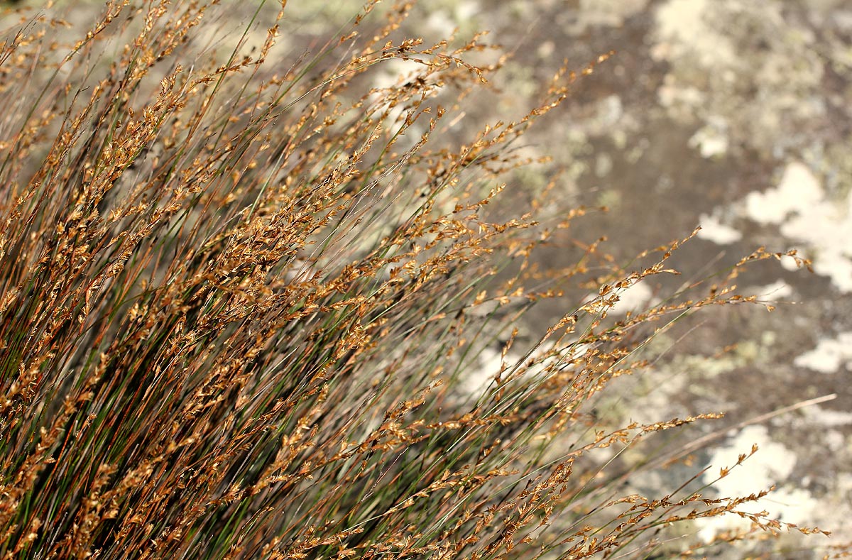 Platycaulos quartziticola