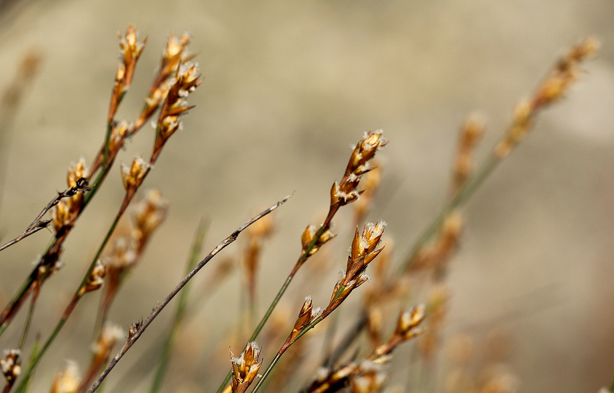 Platycaulos quartziticola
