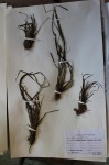Xyris gerrardii