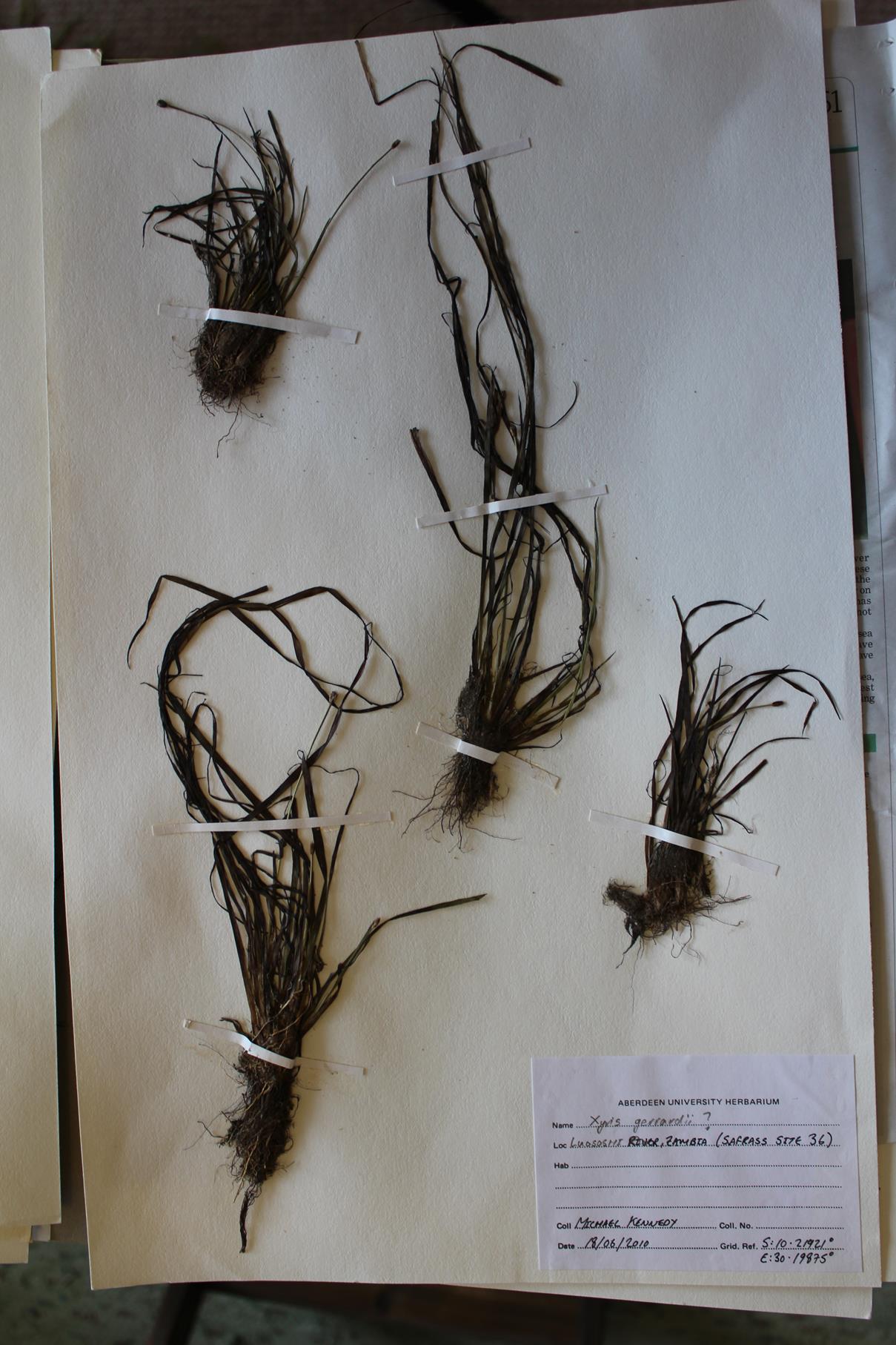 Xyris gerrardii