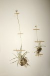Eriocaulon sonderianum