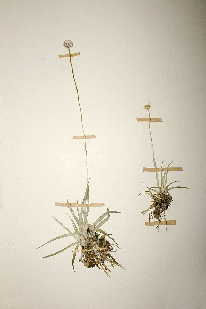 Eriocaulon sonderianum