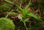 Mesanthemum africanum
