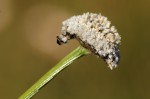 Mesanthemum africanum