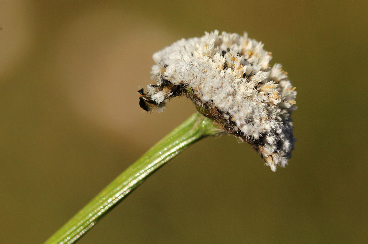 Mesanthemum africanum