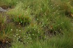 Mesanthemum africanum