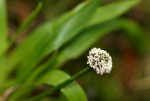Mesanthemum africanum