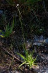 Mesanthemum africanum