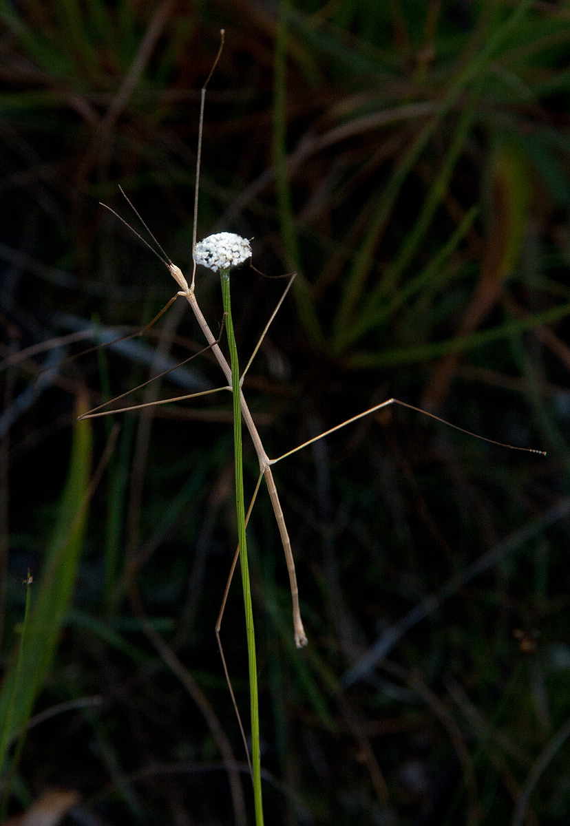 Mesanthemum africanum