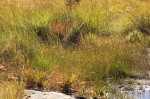 Mesanthemum africanum