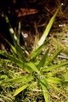 Mesanthemum africanum