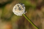 Mesanthemum africanum