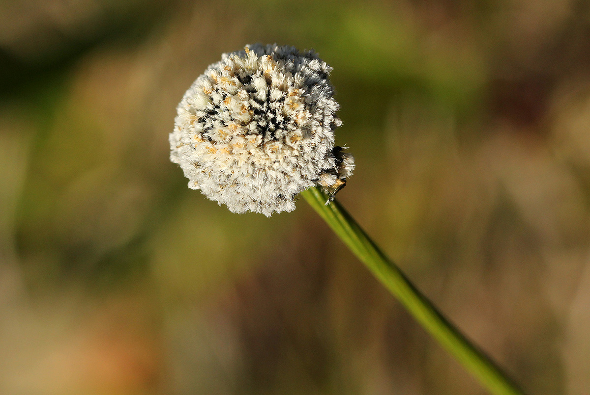 Mesanthemum africanum