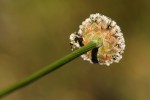 Mesanthemum africanum