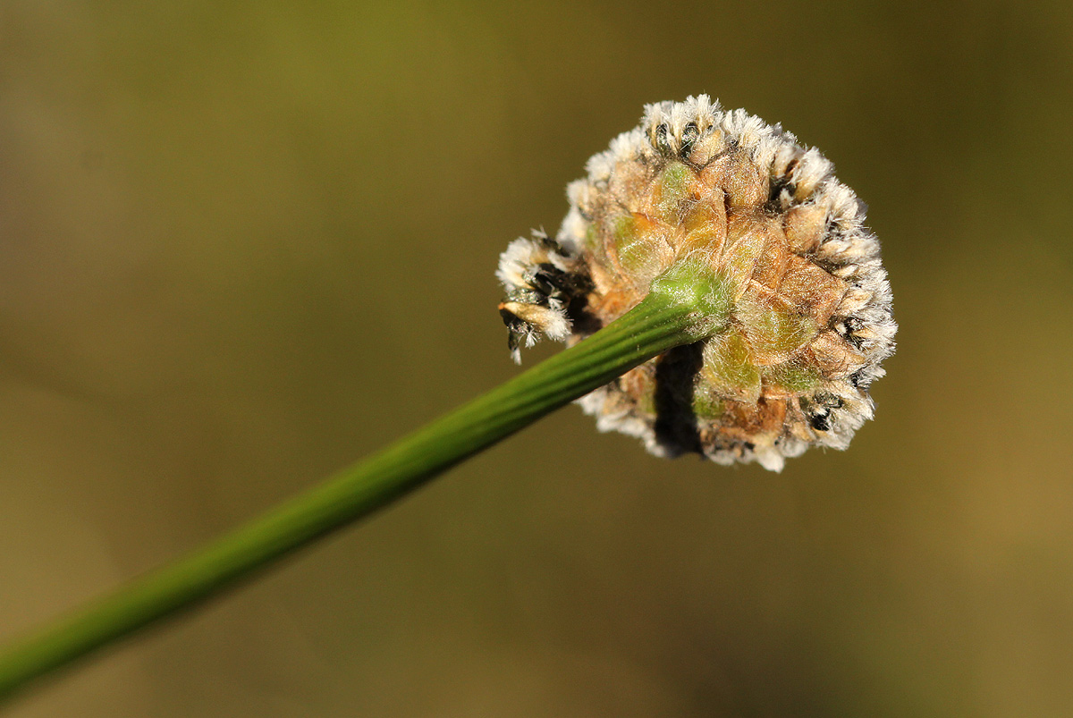 Mesanthemum africanum