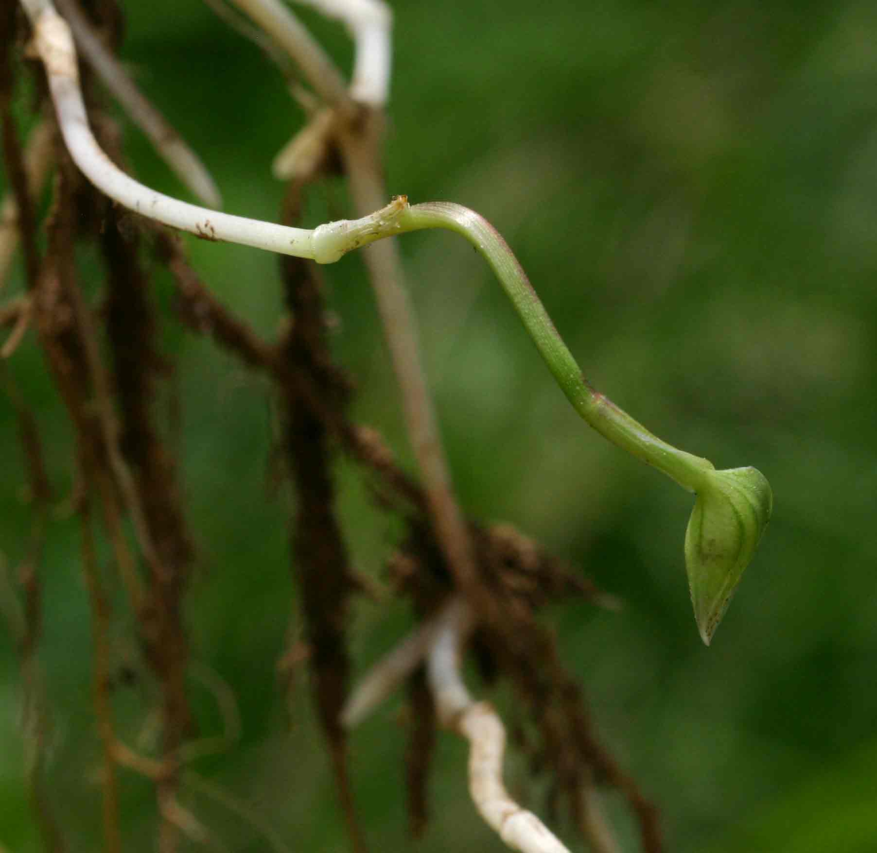 Commelina forskaolii