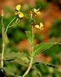 Aneilema aequinoctiale