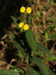 Aneilema aequinoctiale