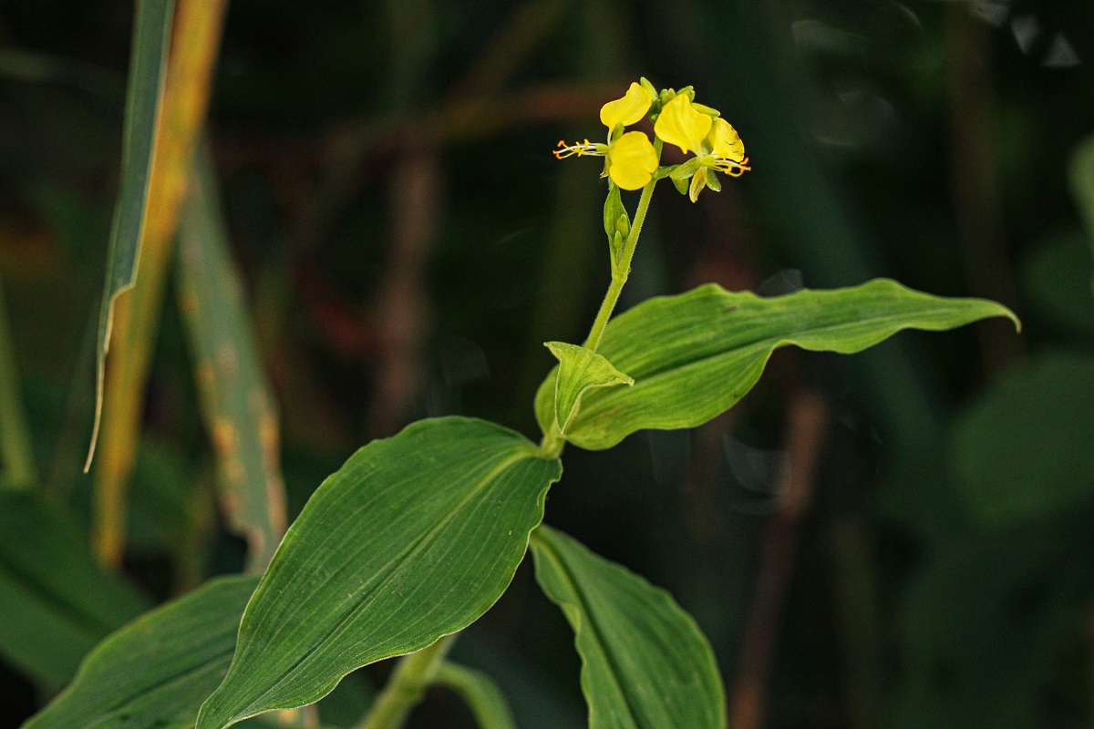 Aneilema aequinoctiale